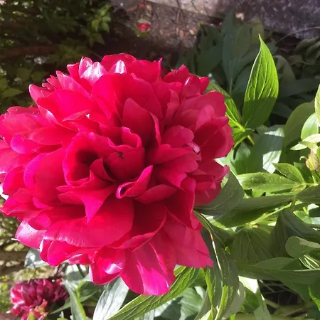 Rathmore House Bed & Breakfast