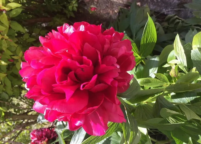 Rathmore House 住宿加早餐酒店